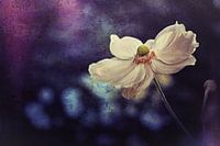 Oxford Anemone
