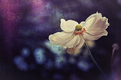 Oxford Anemone van Bob Daalder