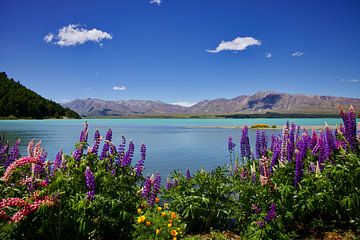 Vibrant Shores by Laura Krol