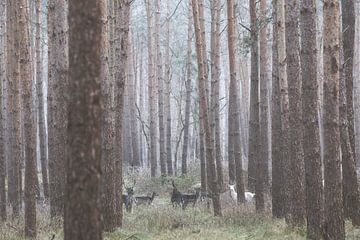 Albino deer in the German forest