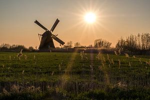 Zonsondergang bij molen sur Moetwil en van Dijk - Fotografie