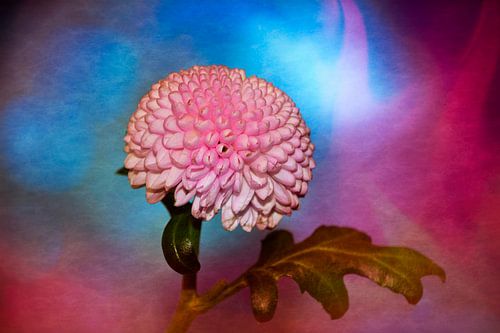 Roze dahlia