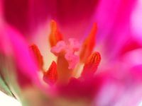 Pink Tulip