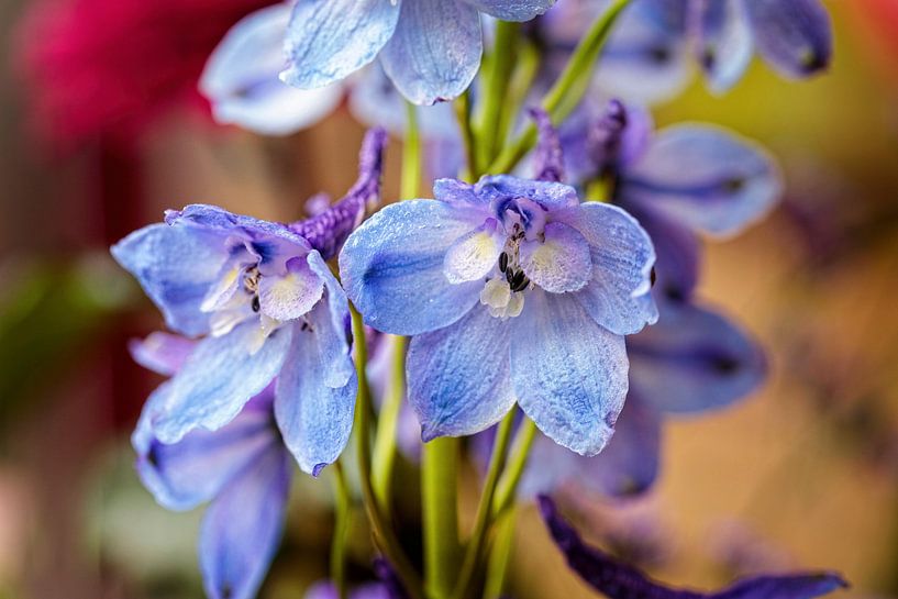 Blue Delphinium by Rob Boon