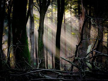 Sun harps in the Speulder forest by Eddy Westdijk