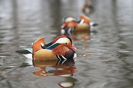 Mandarinente von Ruben Evers