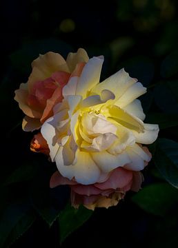 Rozen in avondlicht. van John van Iren NATUUR VOOR AAN DE MUUR