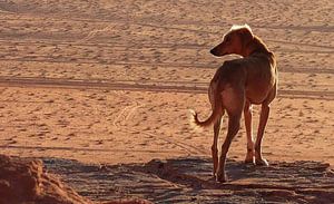 Hond sur Jojanneke Vos