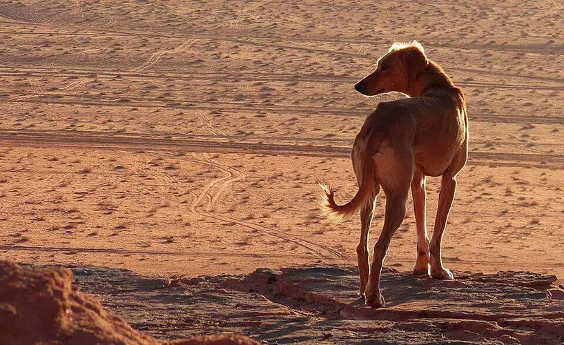 Hond by Jojanneke Vos