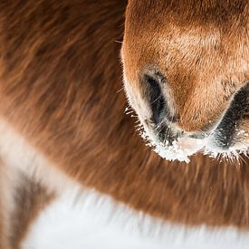 Icelandic horse in the snow by Family Everywhere