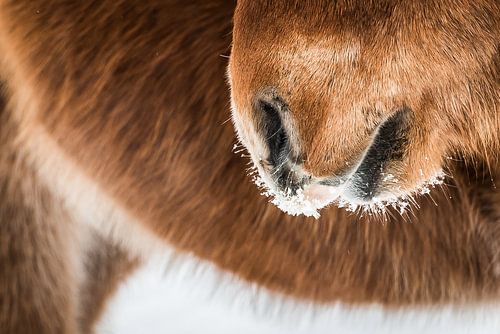 IJslands paard in de sneeuw