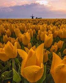 Golden Tulips at Sunrise by Ewold Kooistra
