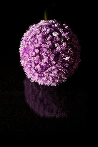 Paarse ronde bloem met spiegeling op zwarte achtergrond