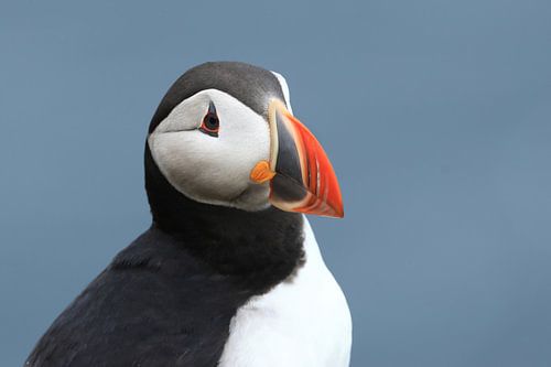 Puffin; clownish seabird by Jacques van der Neut