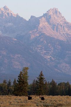 Lever de soleil avec un élan dans le parc national de Grand Teton (USA) sur Get Framed Photography