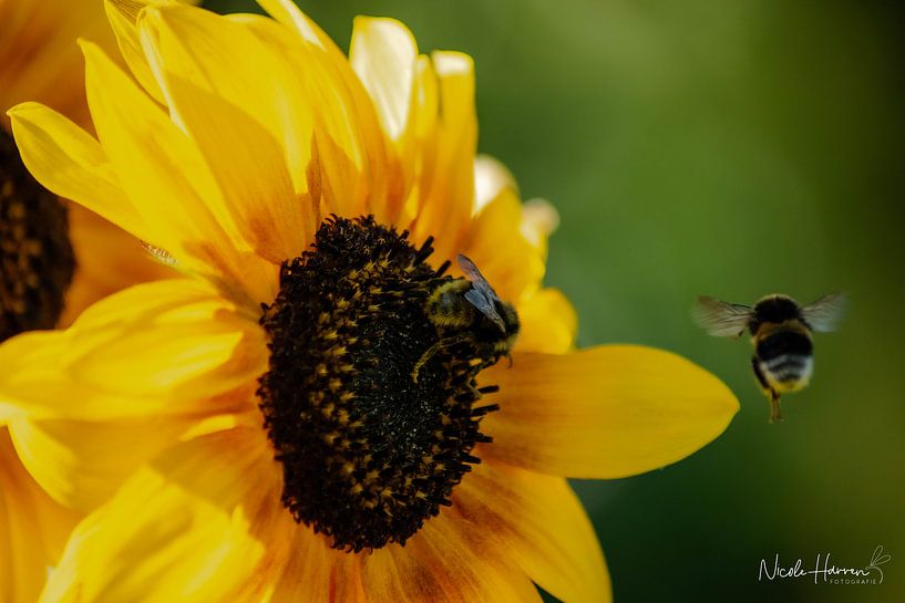 Sunflower by Nicole Harren
