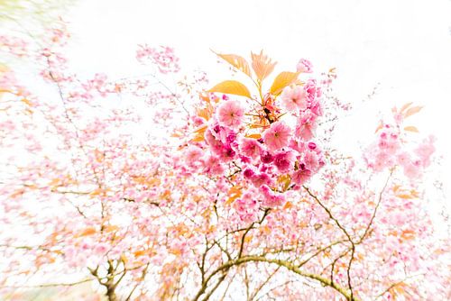 Boom vol met bloesem 