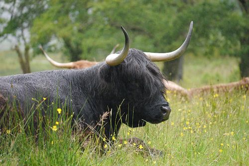 Schottischer Highlander