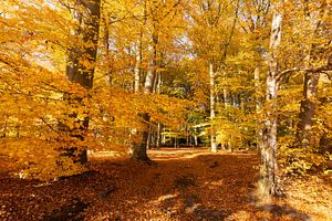 Beukenbos in gouden herfstkleuren