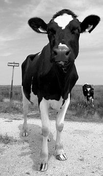 Pink op kwelder. by Foto EVC