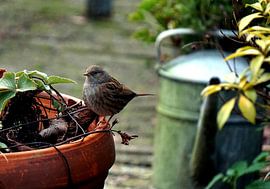 moineau dans le jardin