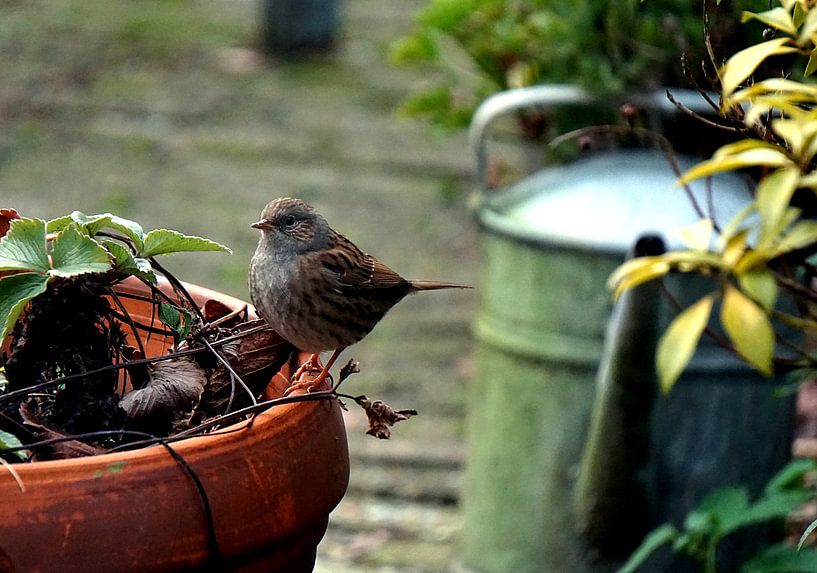 Spatz im Garten von joyce kool