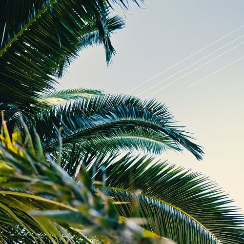 Palm leaves