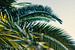 Feuilles de palmier sur Jonathan Schöps | UNDARSTELLBAR