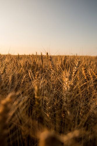 Golden Hour (Gouden uur)