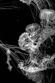 Jellyfish and threads by Dominique Rörtgen Fotografie