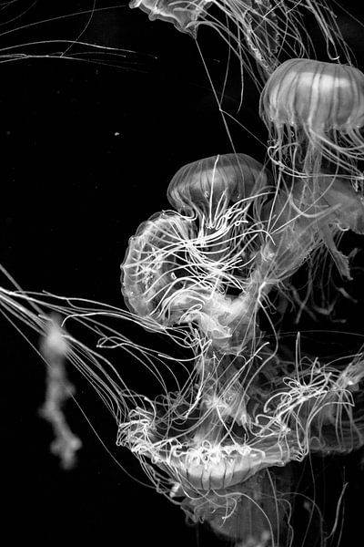 Jellyfish and threads by Dominique Rörtgen Fotografie