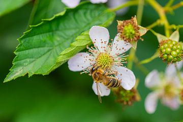 des fleurs, des abeilles et de nombreuses autres petites créatures sur Matthias Korn