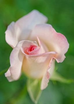 Zachtroze roos op groen van Iris Holzer Richardson