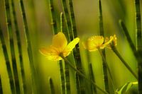 Verträumte Butterblumen