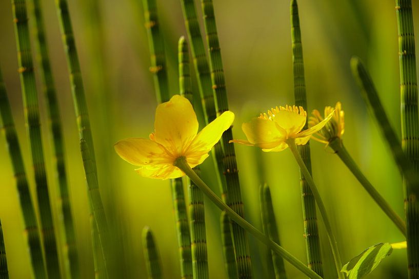 Verträumte Butterblumen von John Brugman