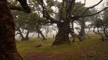 Mysteriöser Fanalwald mit Nebel und Kühen