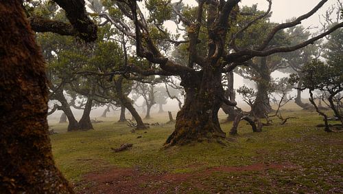Mystérieuse forêt de Fanal avec brouillard et vaches