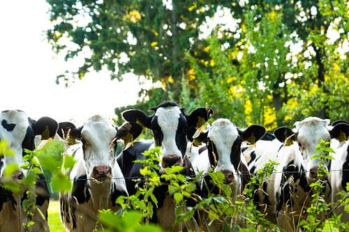 Dutch Cows in the Green Countryside.