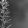 Druppels dauw, Aspergevaren monochroom van Imladris Images