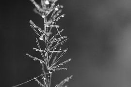 Droplets of Dew, Asparagus Fern monochrome