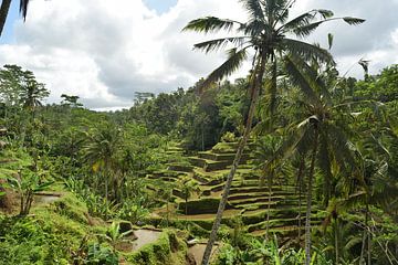 Rijstterrassen in Indonesië op Bali van Lars Bruin