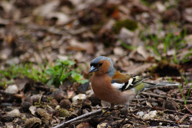 Vink op de grond van Mees van der Wiel