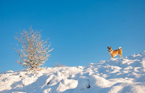 Onze hond op besneeuwde zandduinen bij Kootwijk