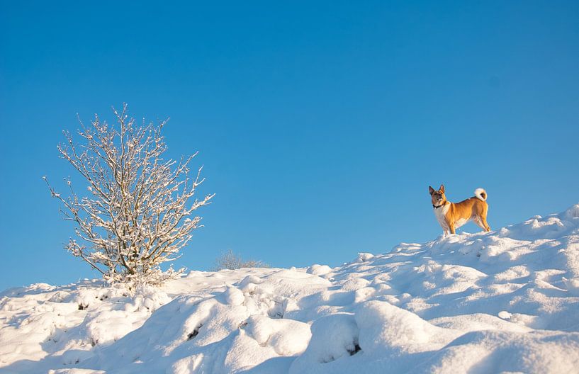 Unser Hund auf verschneiten Sanddünen bei Kootwijk von Natuurpracht   Kees Doornenbal
