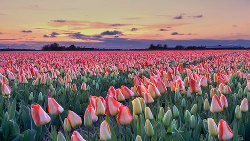 Tulipes colorées au printemps pendant le coucher du soleil
