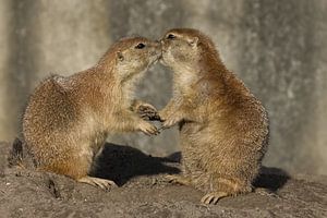 Liefde onder de prairiezon.
