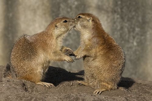 Liefde onder de prairiezon.