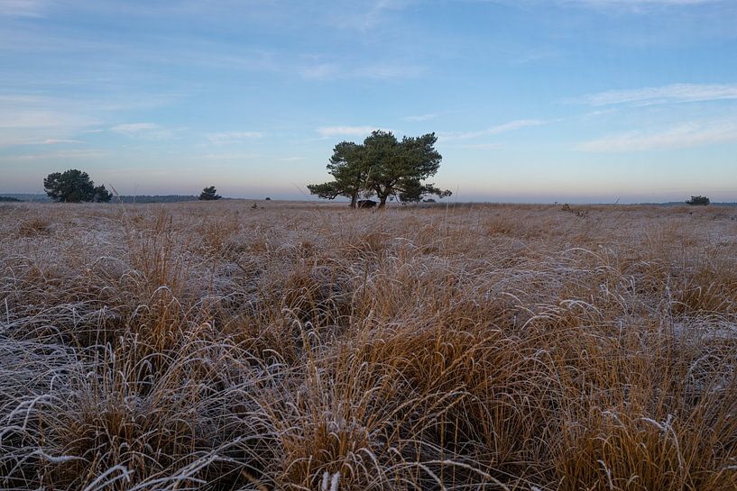 Winterlandschap Nationaal park Veluwezoom van Arnold van Rooij