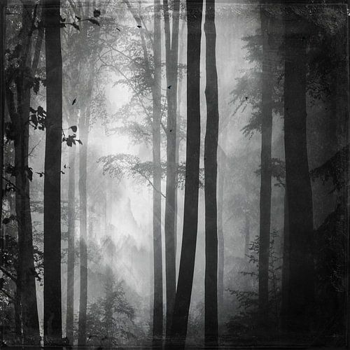 Summer forest in black and white