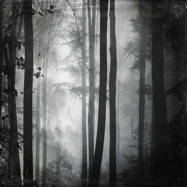 Forêt d'été en noir et blanc par Dirk Wüstenhagen